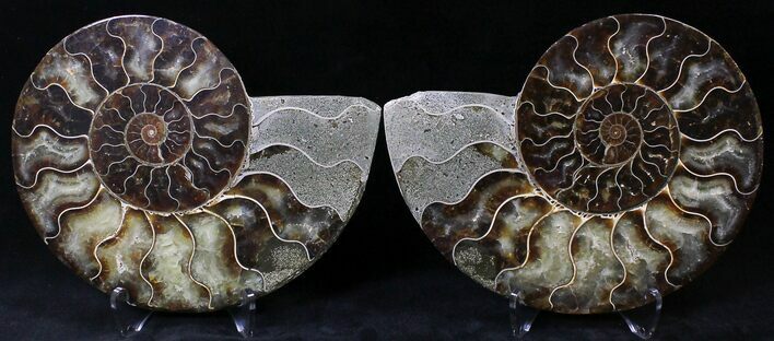 Cut/Polished Ammonite Pair - Agatized #21787